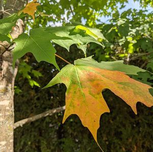 Meet your Posher, Elena